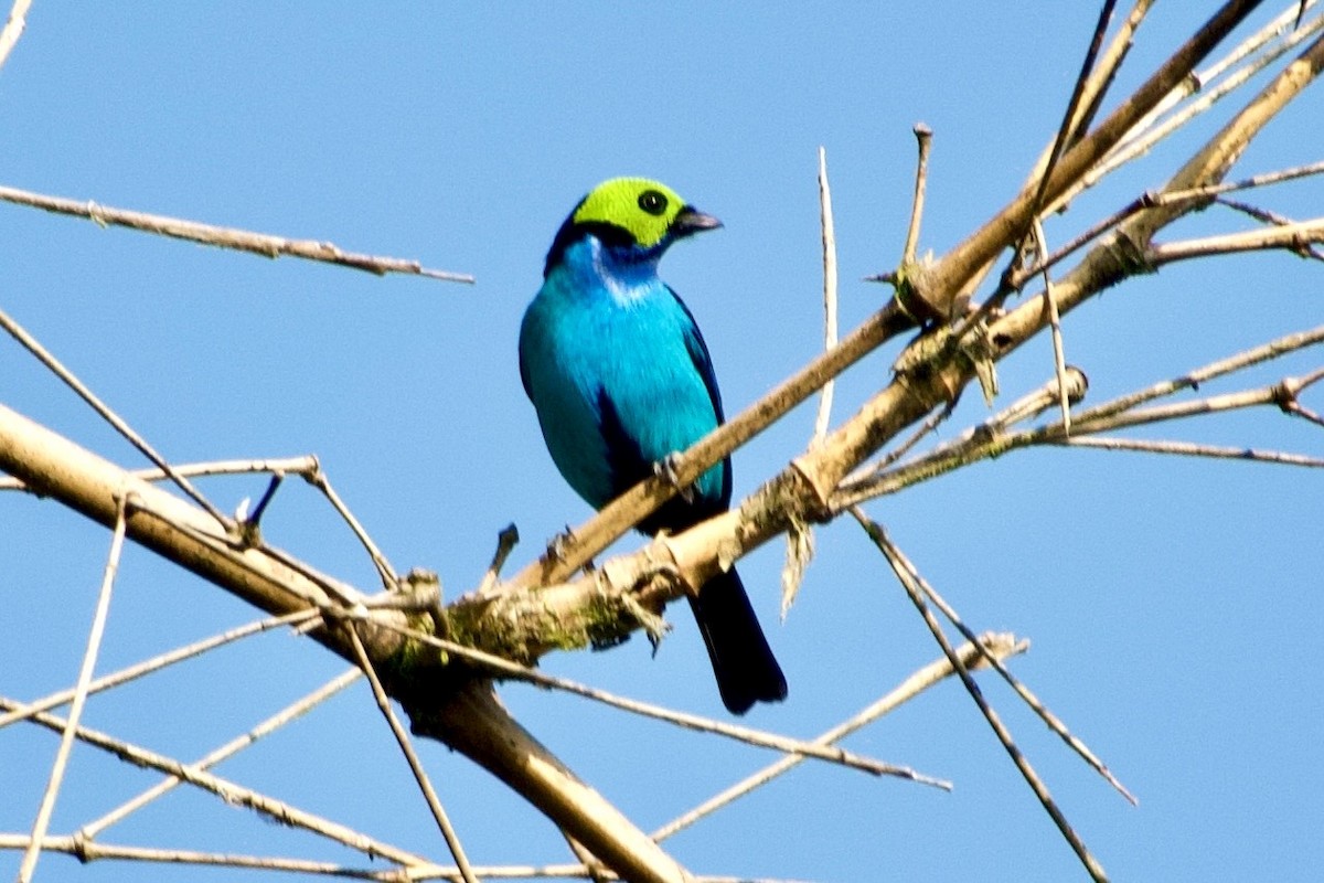 Paradise Tanager - ML637930832