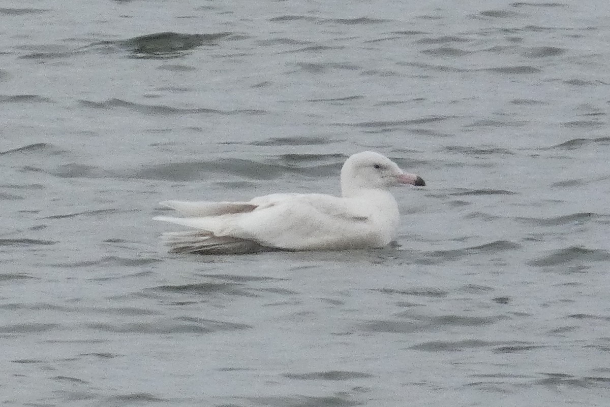 Glaucous Gull - ML637930834