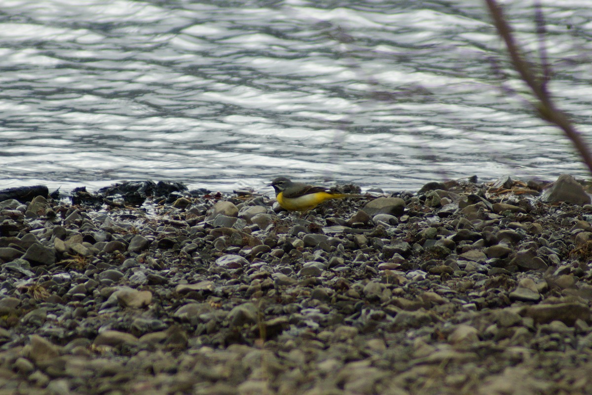 Gray Wagtail - ML637930873