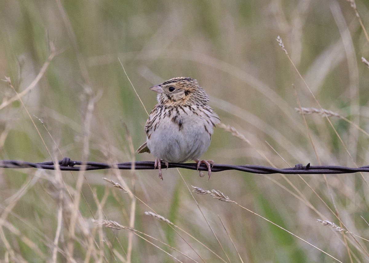 Baird's Sparrow - ML637930879