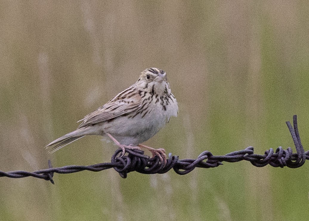 Baird's Sparrow - ML637930881
