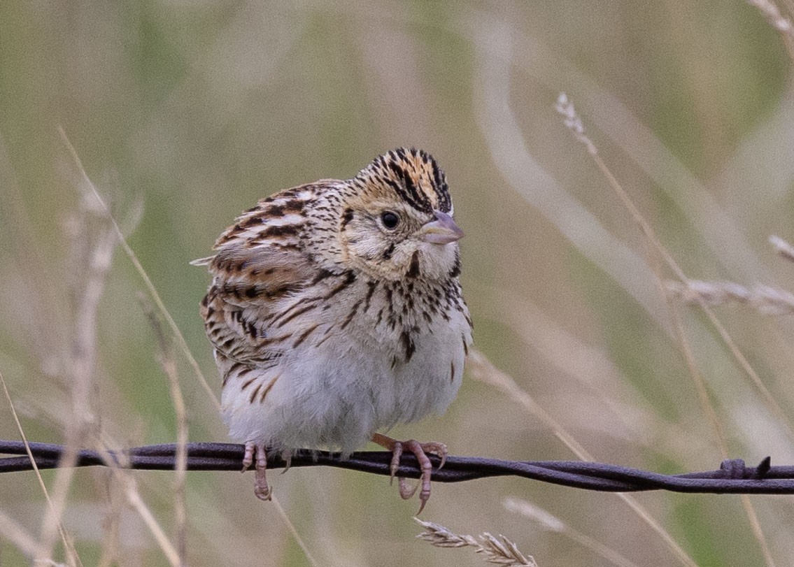 Baird's Sparrow - ML637930882