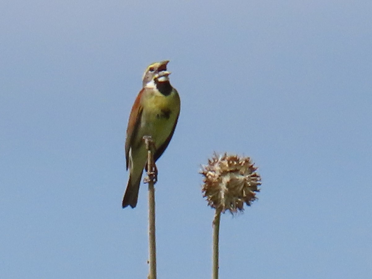 Dickcissel - ML637930888
