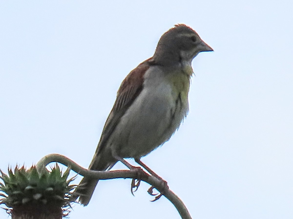 Dickcissel - ML637930889