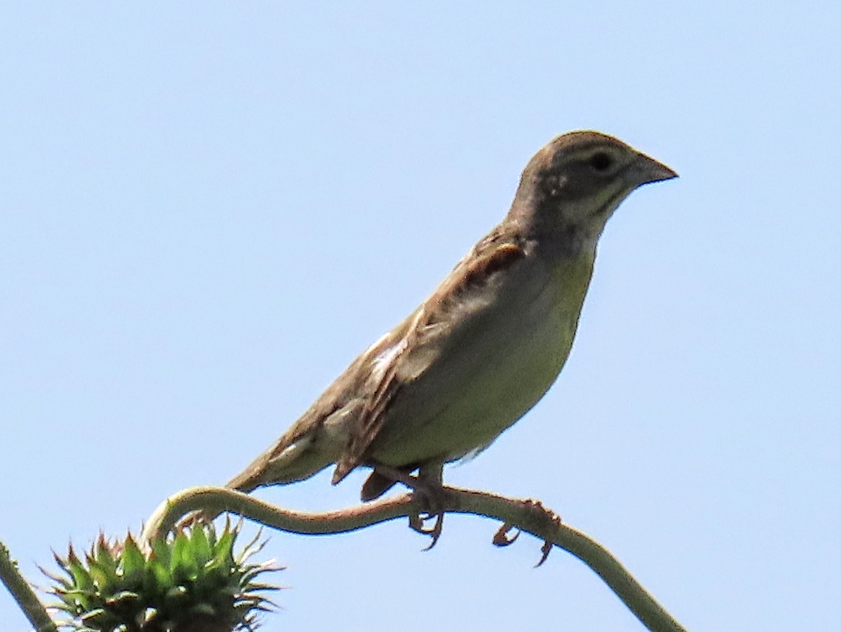 Dickcissel - ML637930891