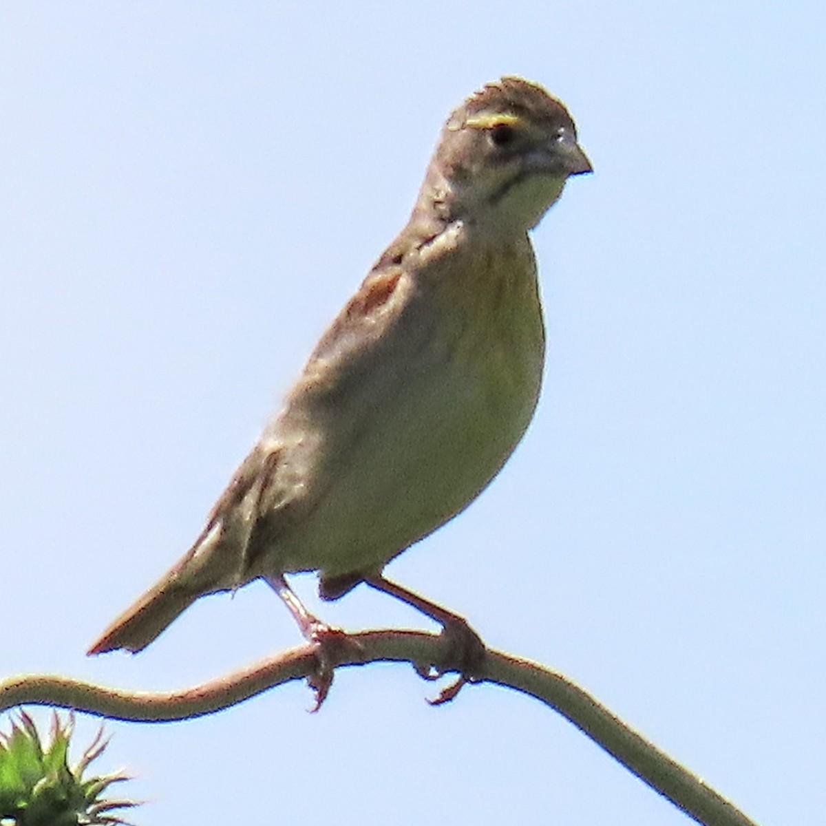 Dickcissel - ML637930892