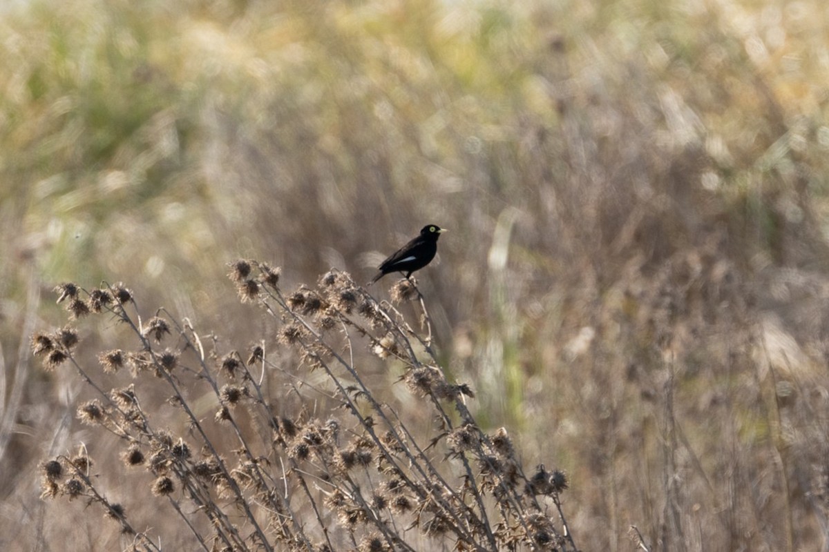 Spectacled Tyrant - ML637930976