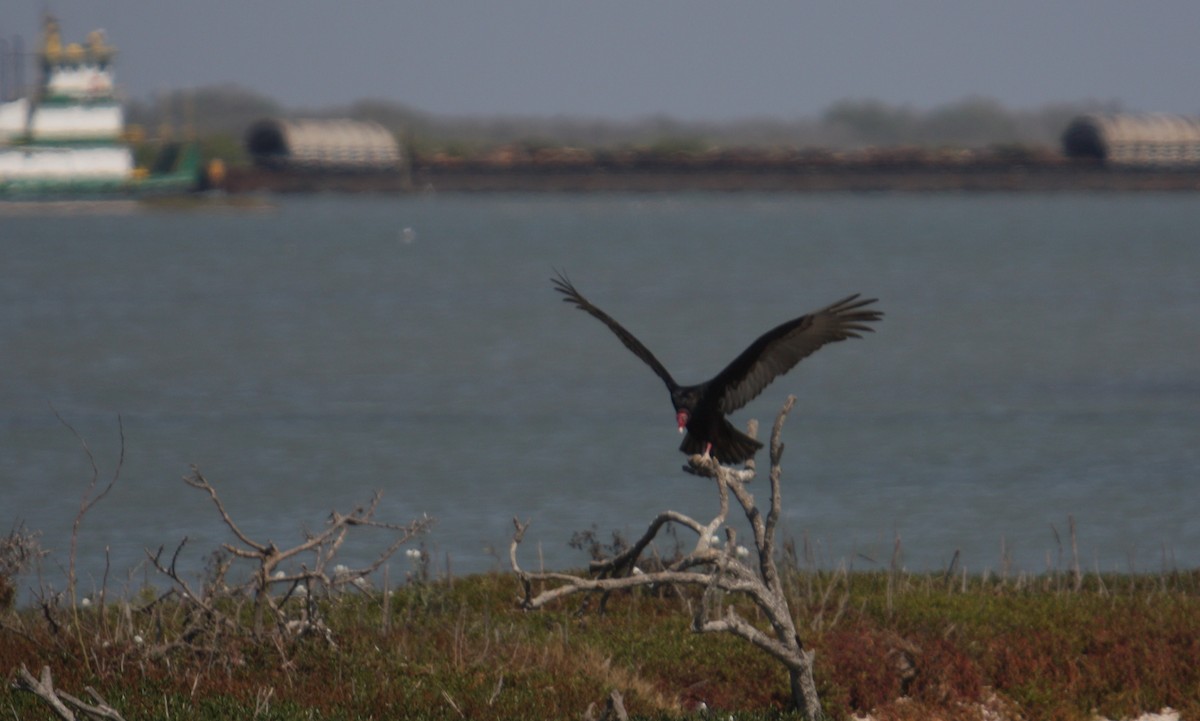 Turkey Vulture - Marc Hanneman