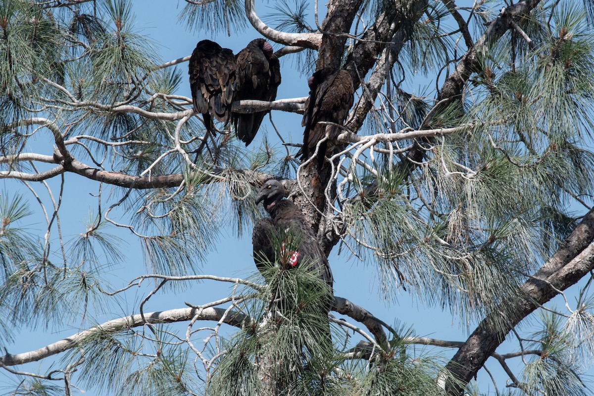 California Condor - ML637931078