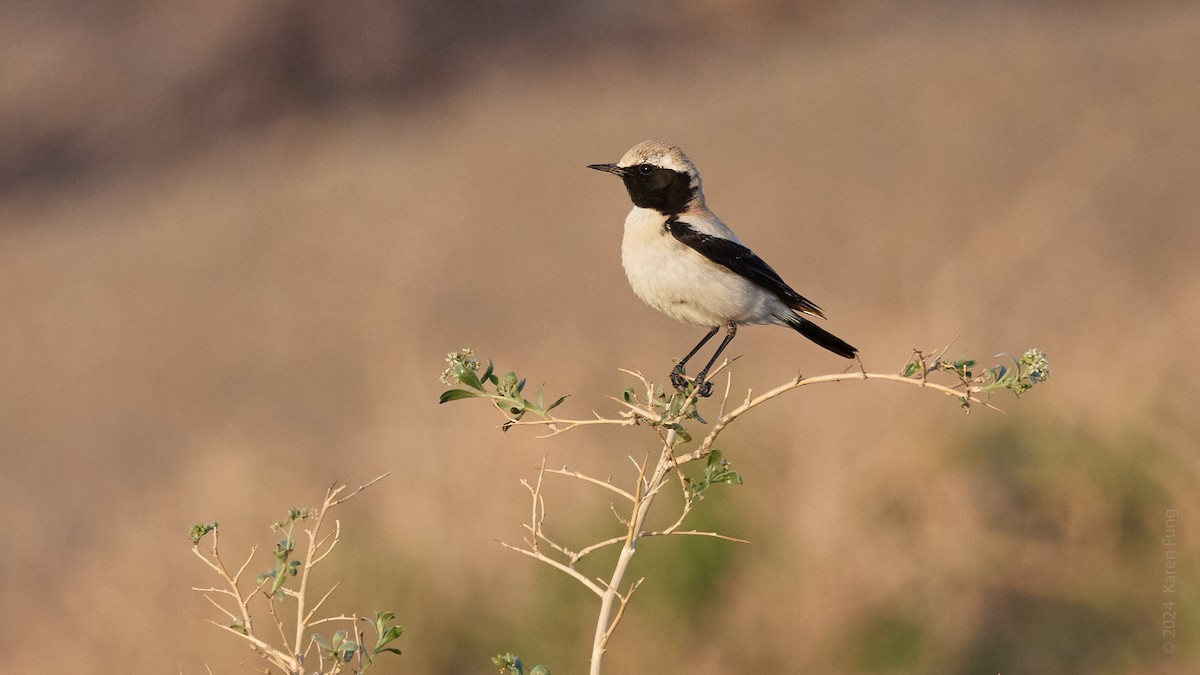 Desert Wheatear - ML637931129