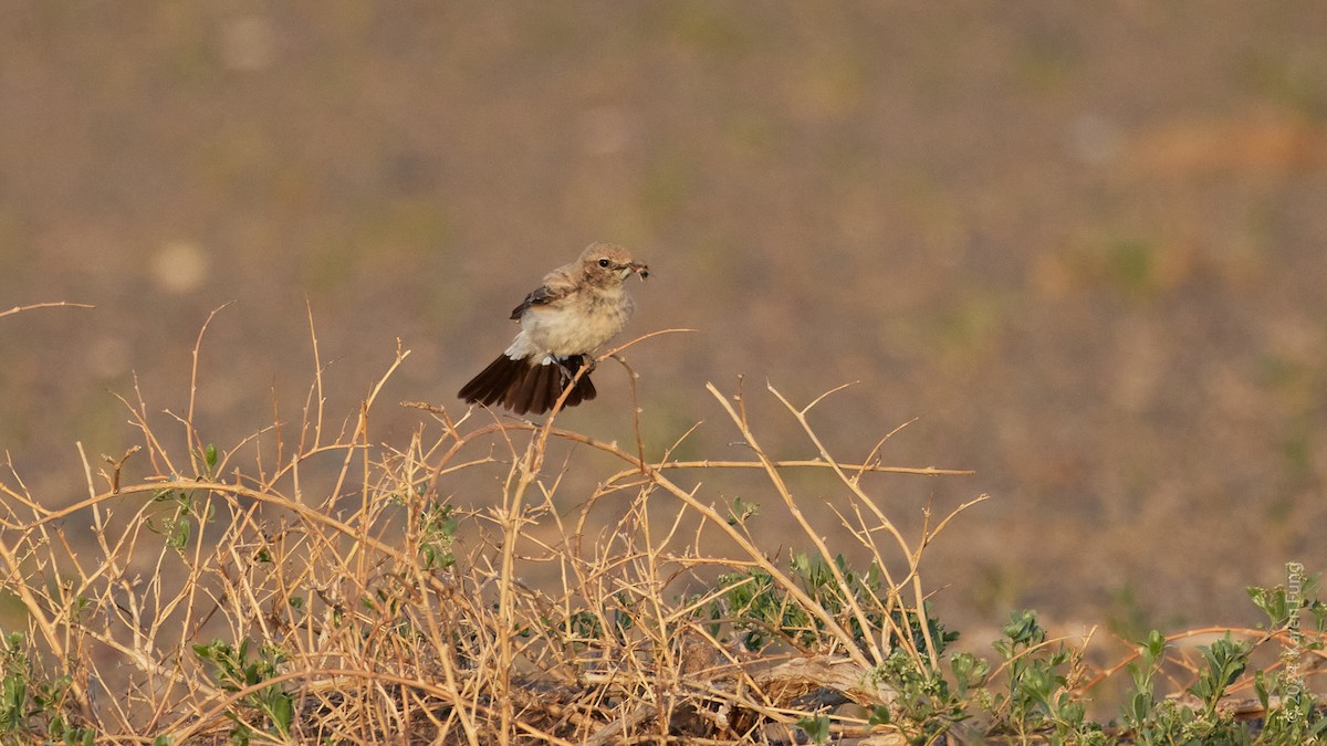 Desert Wheatear - ML637931136