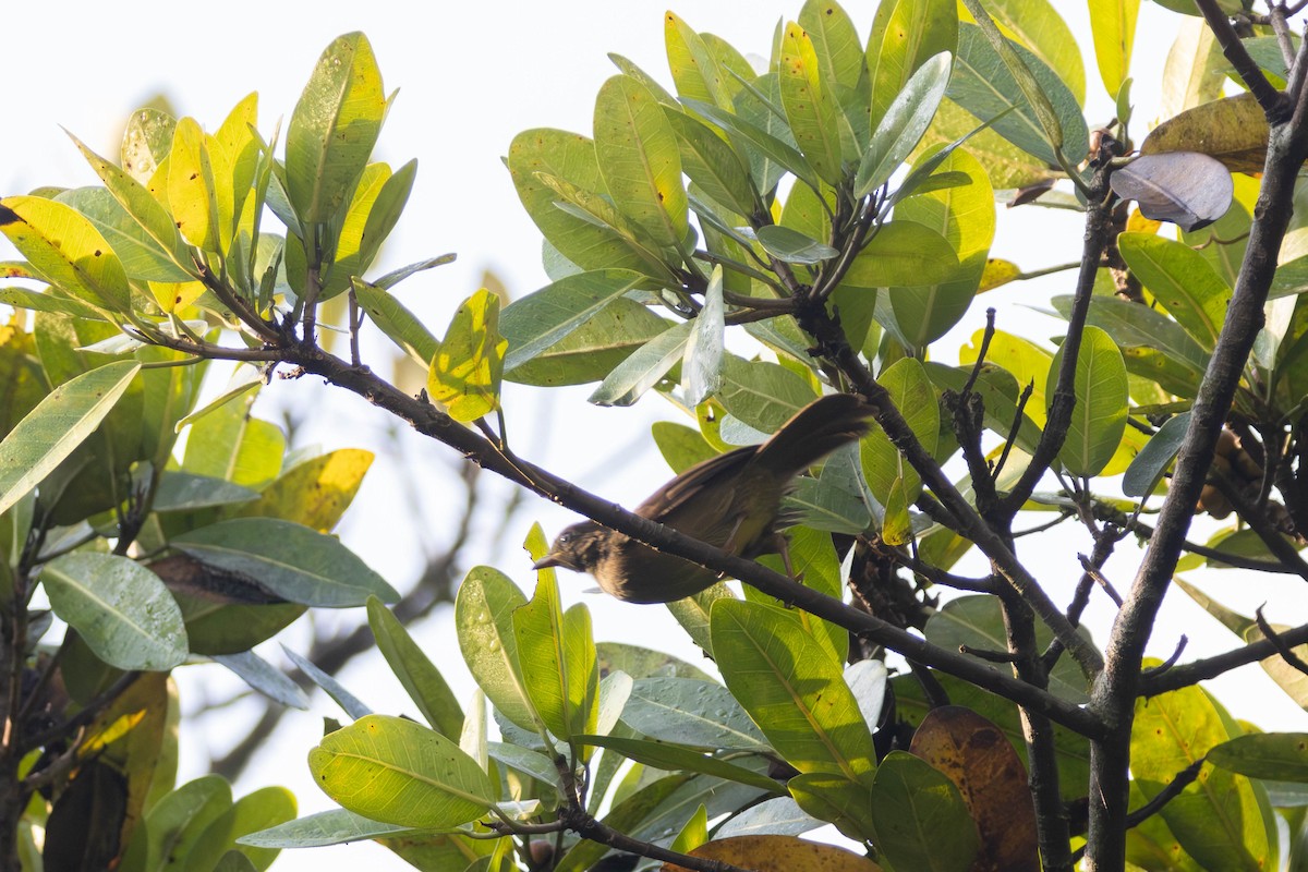 Bulbul verdâtre - ML637931160