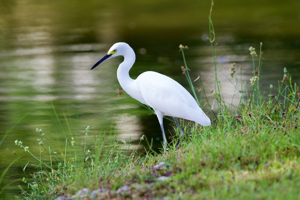 Snowy Egret - ML637931173