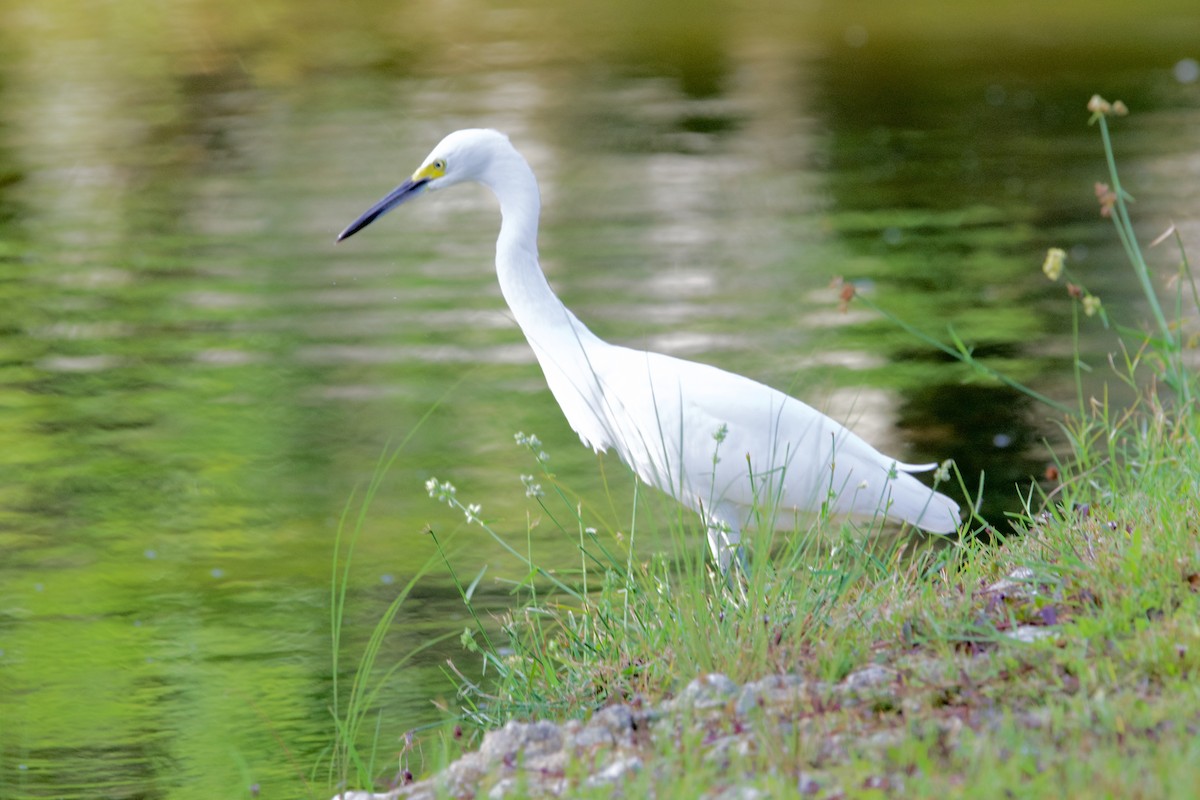 Snowy Egret - ML637931175