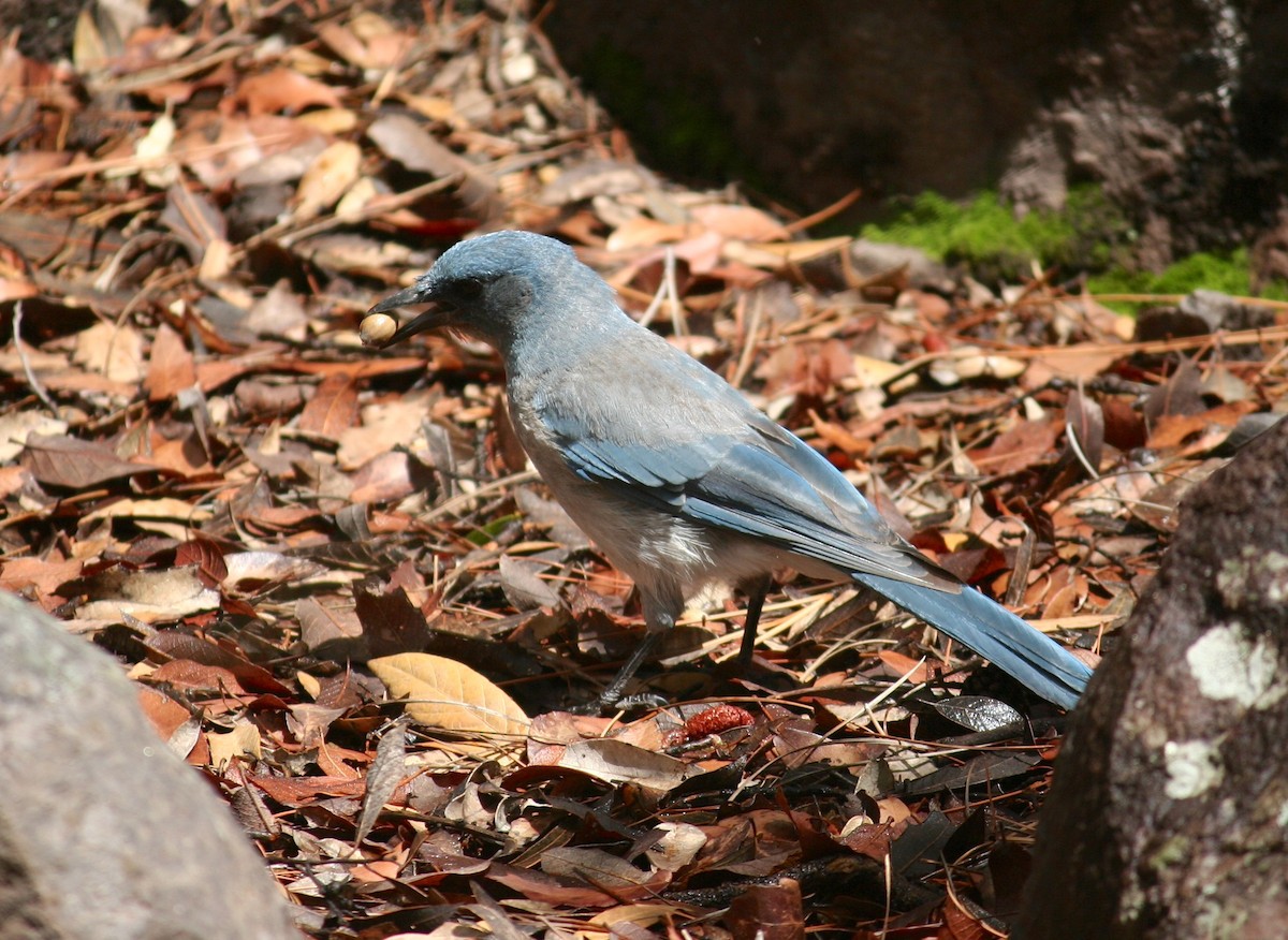 Mexican Jay - ML637931193