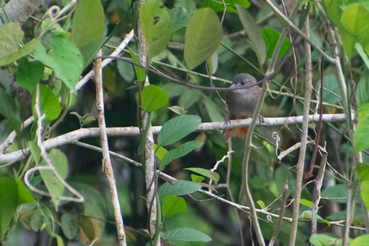 Plain-crowned Spinetail - ML637931195