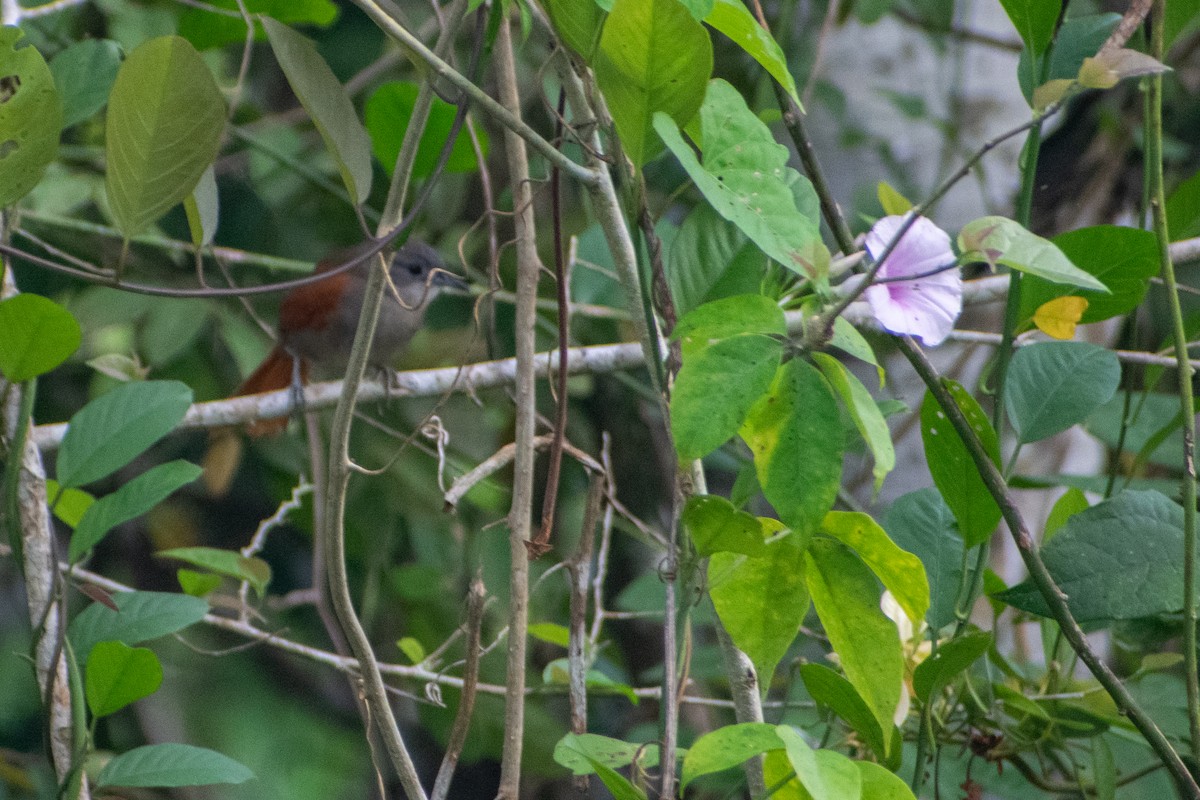 Plain-crowned Spinetail - ML637931196