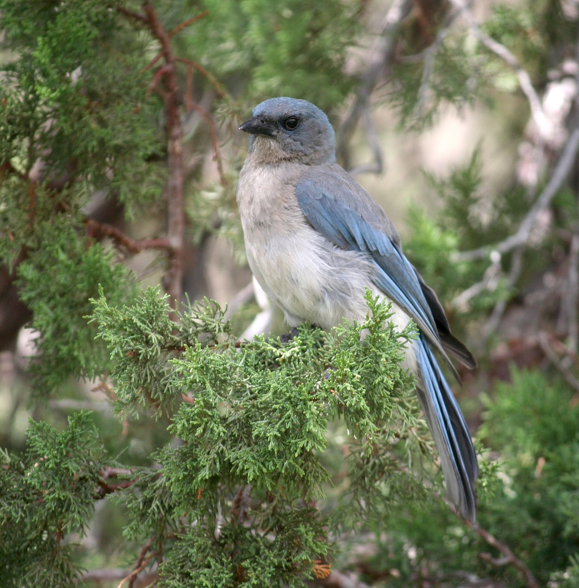 Mexican Jay - ML637931197