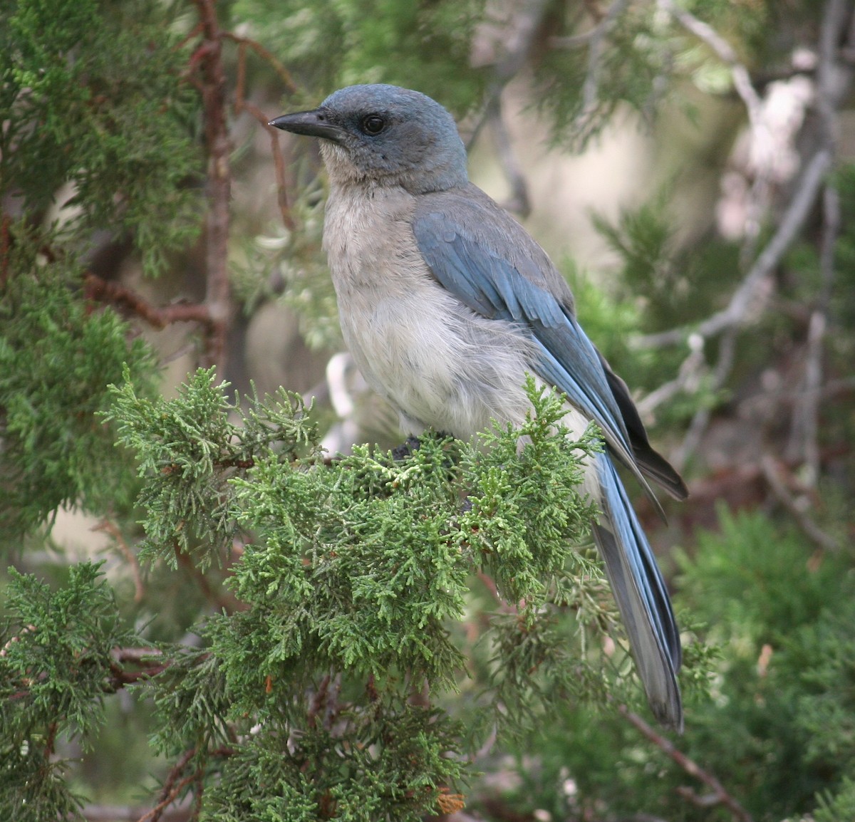 Mexican Jay - ML637931200