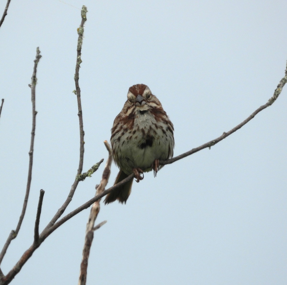 Song Sparrow - ML637931208