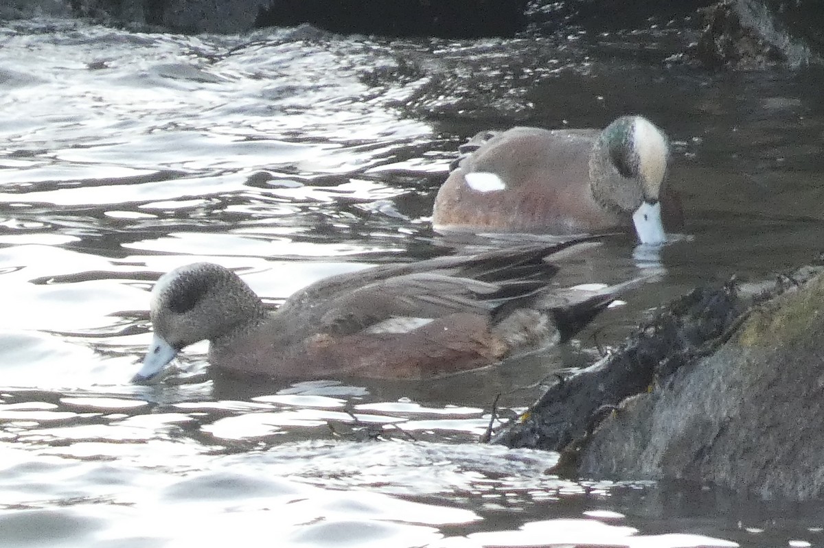 American Wigeon - ML637931229