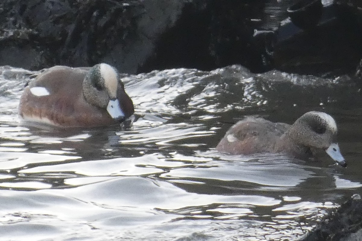 American Wigeon - ML637931230