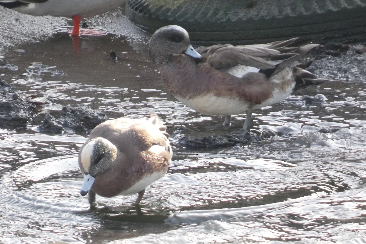 American Wigeon - ML637931232