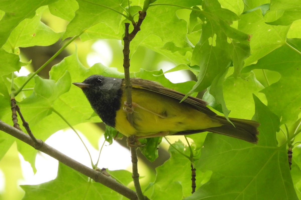 Mourning Warbler - ML637931283