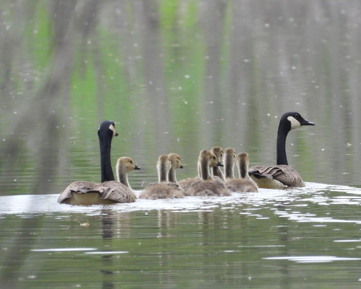 Canada Goose - ML637931302