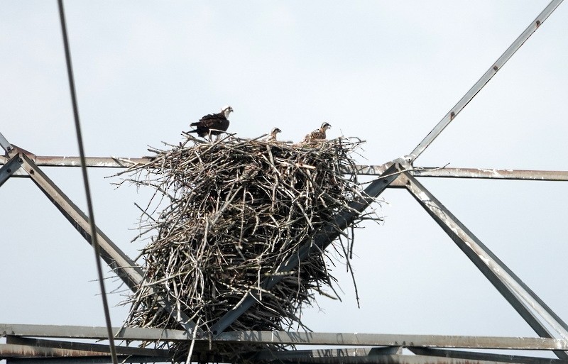 Osprey - ML637931328