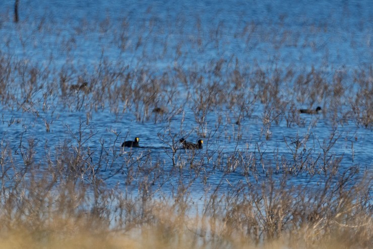 White-winged Coot - ML637931352