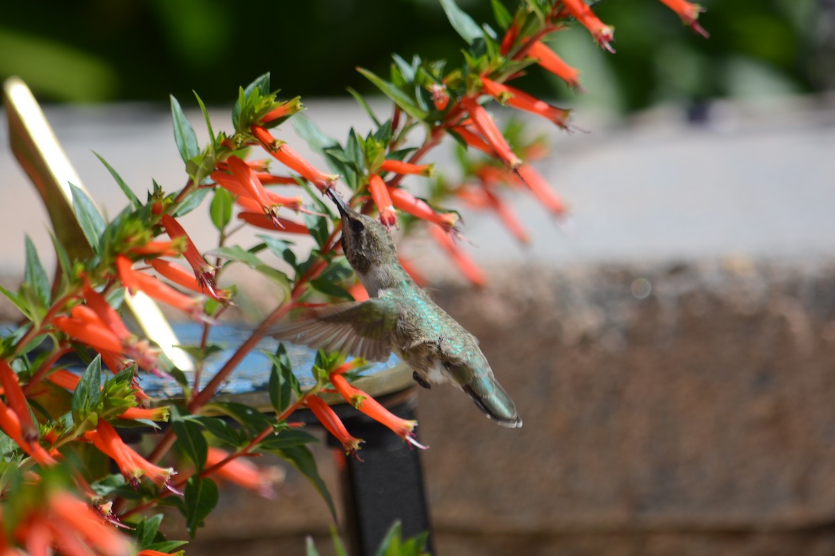 kalypta růžovohlavá - ML637931369