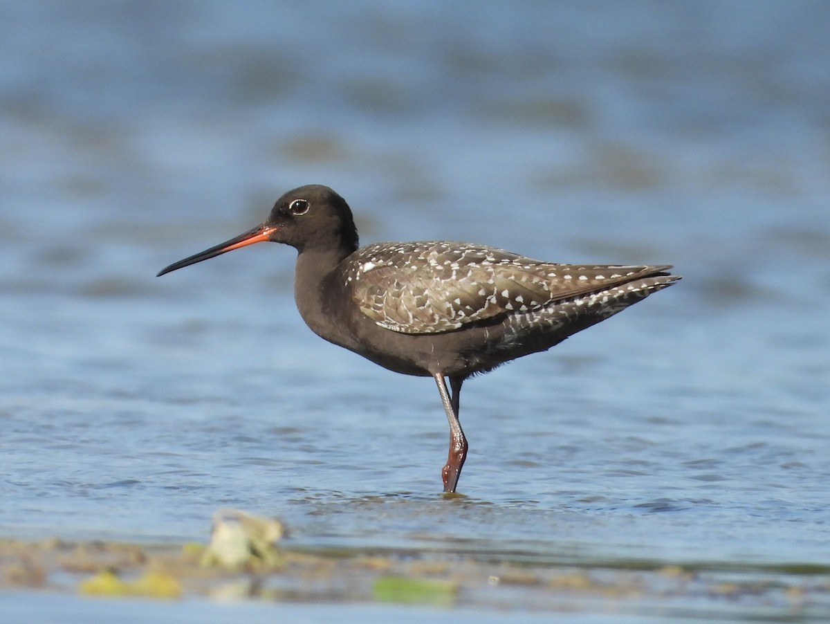 Spotted Redshank - ML637931374