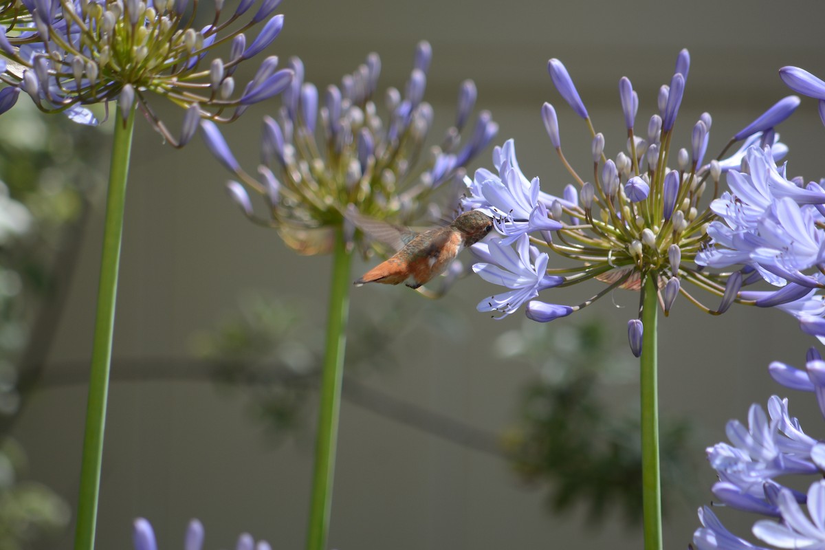 kalypta Allenova - ML637931383