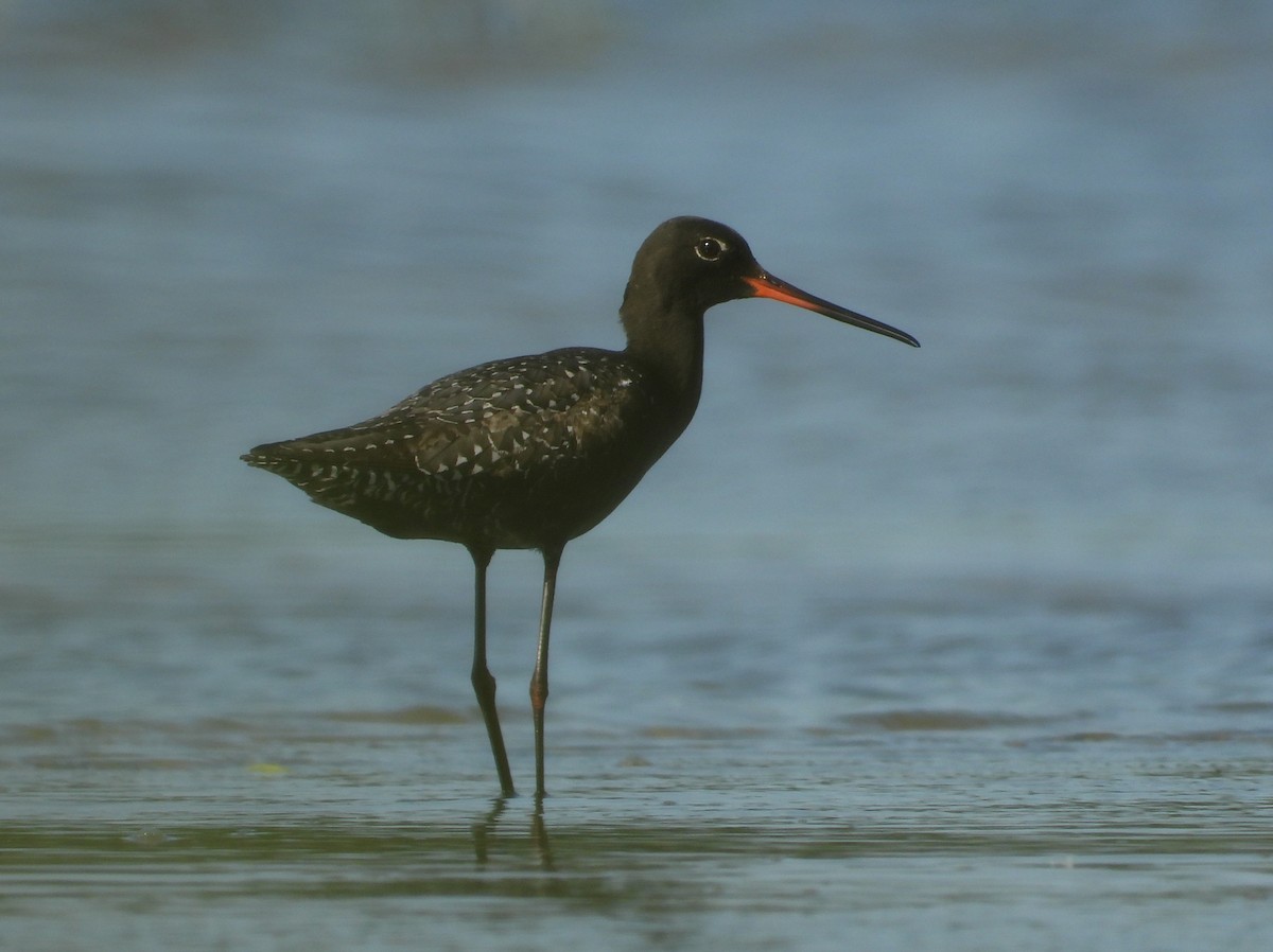 Spotted Redshank - ML637931387