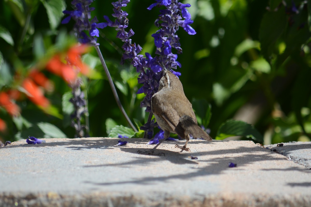 střízlík pokřovní - ML637931395