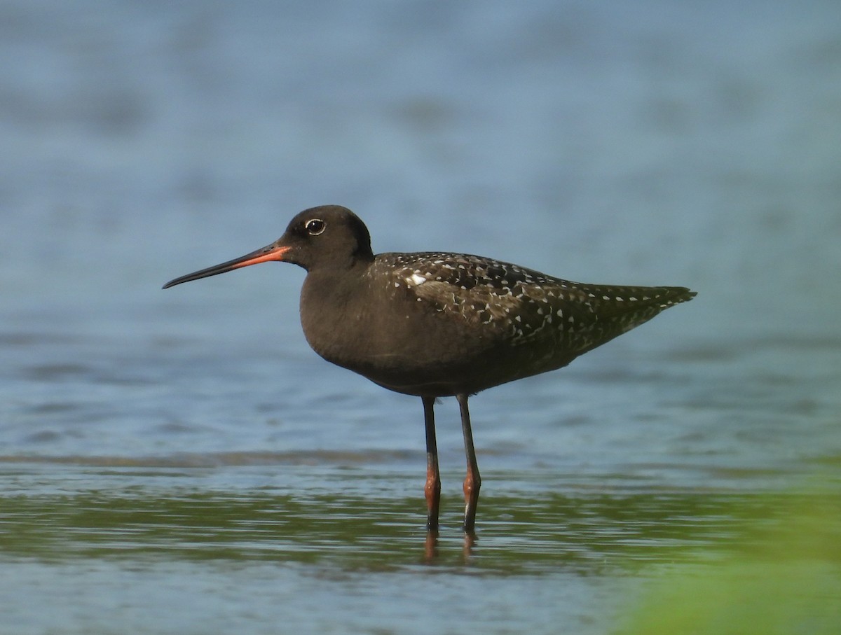 Spotted Redshank - ML637931396