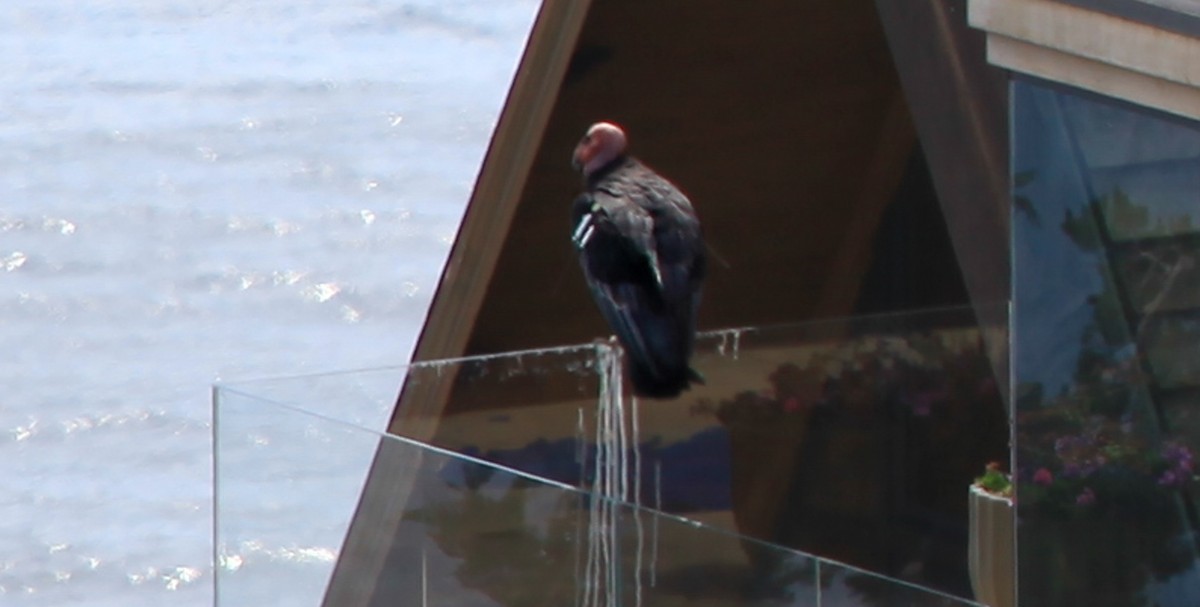 California Condor - ML637931397