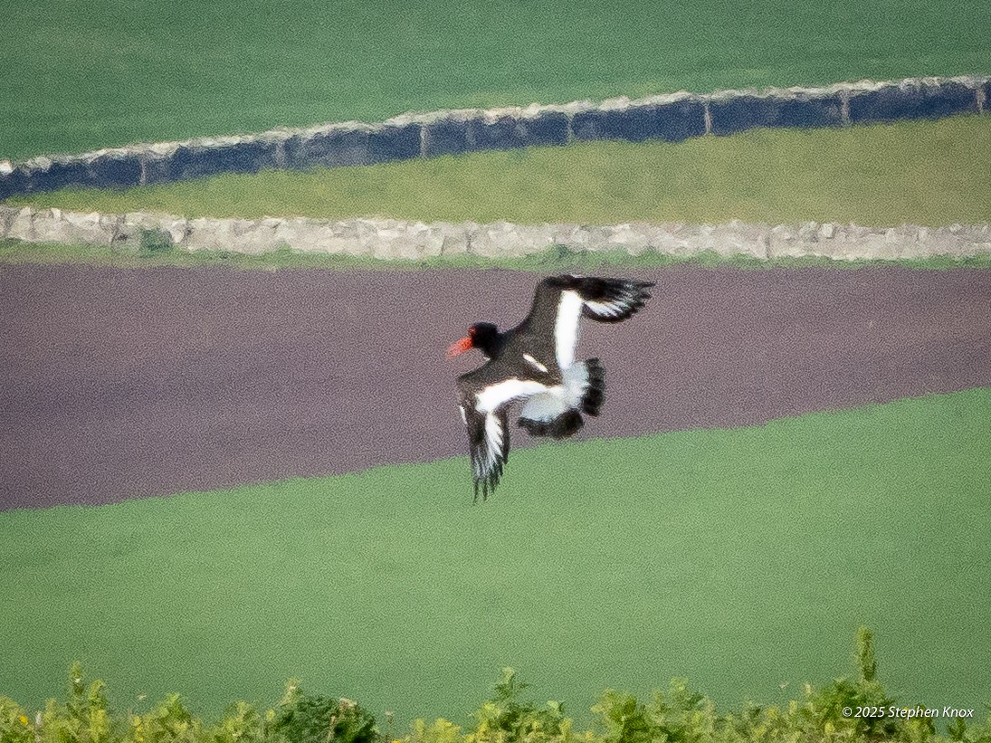 Eurasian Oystercatcher - ML637931403