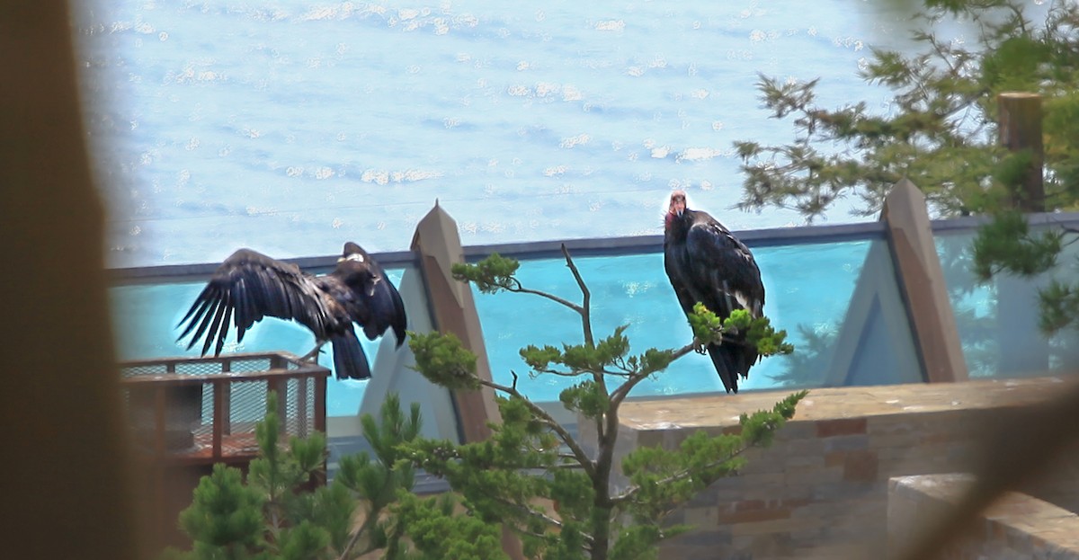 California Condor - ML637931407