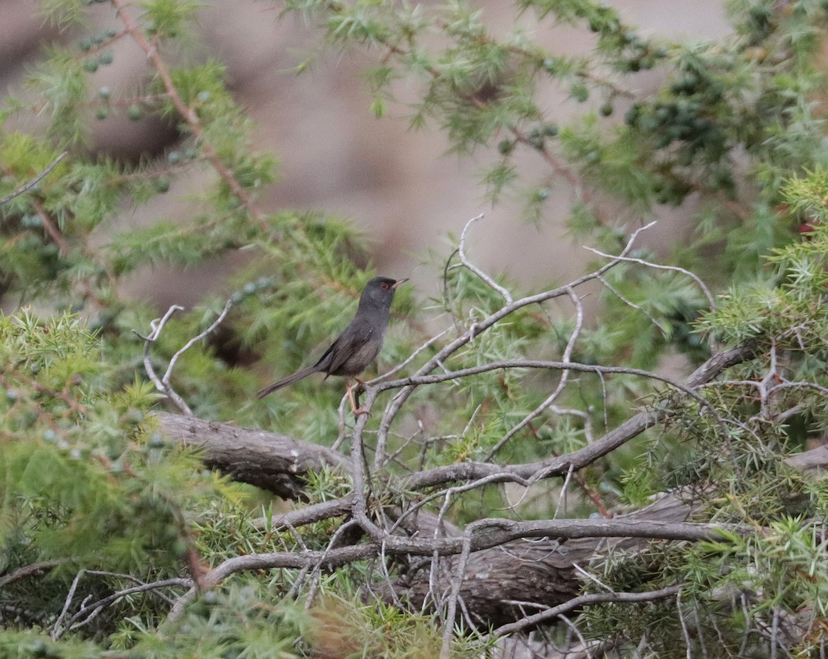 Marmora's Warbler - ML637931440