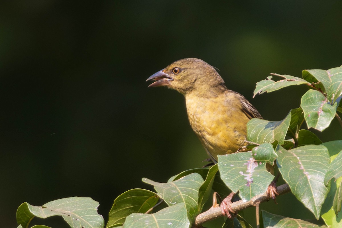 Vieillot's Black Weaver - ML637931473