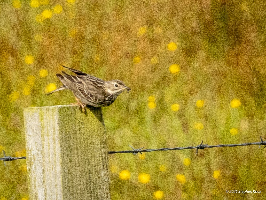 Eurasian Skylark - ML637931479