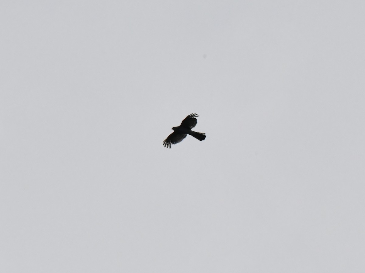 hawk sp. - ML637931487