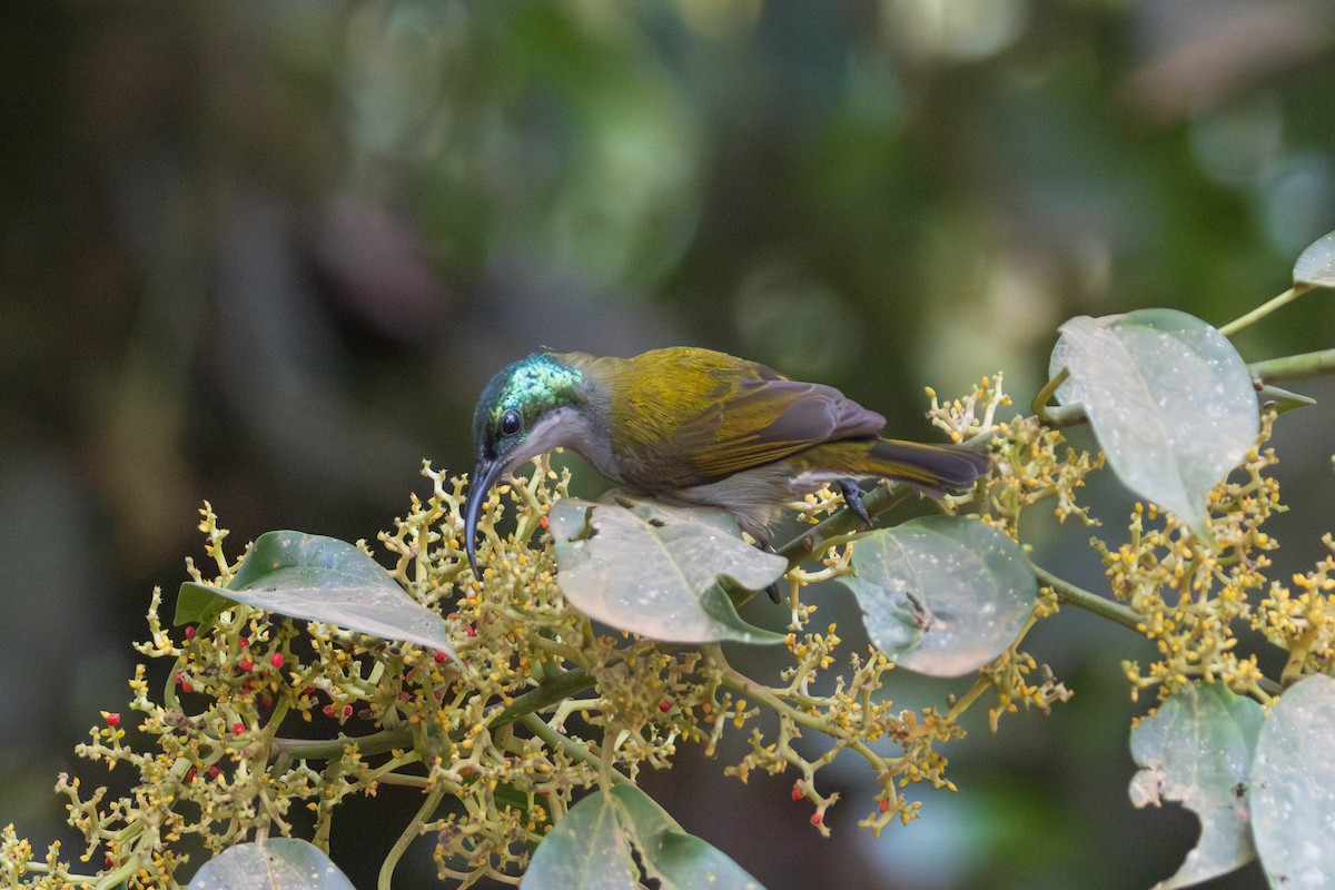 Green-headed Sunbird - ML637931508