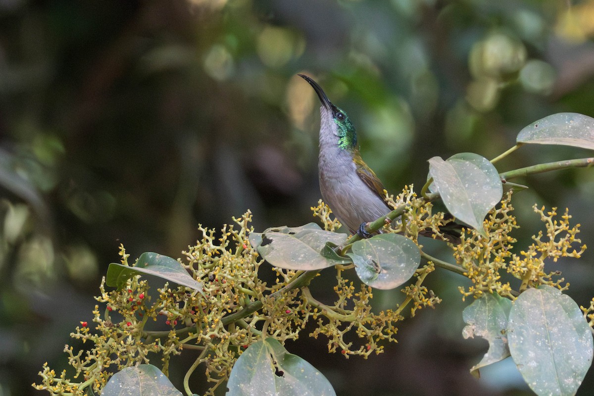 Green-headed Sunbird - ML637931517