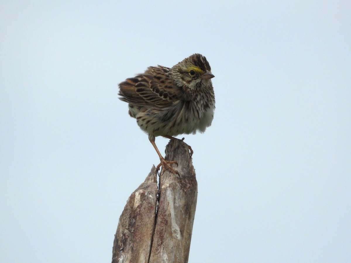 稀樹草鵐 - ML637931540
