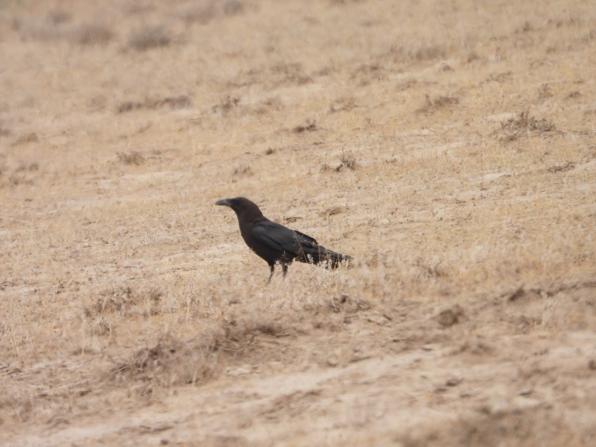 Brown-necked Raven - ML637931547