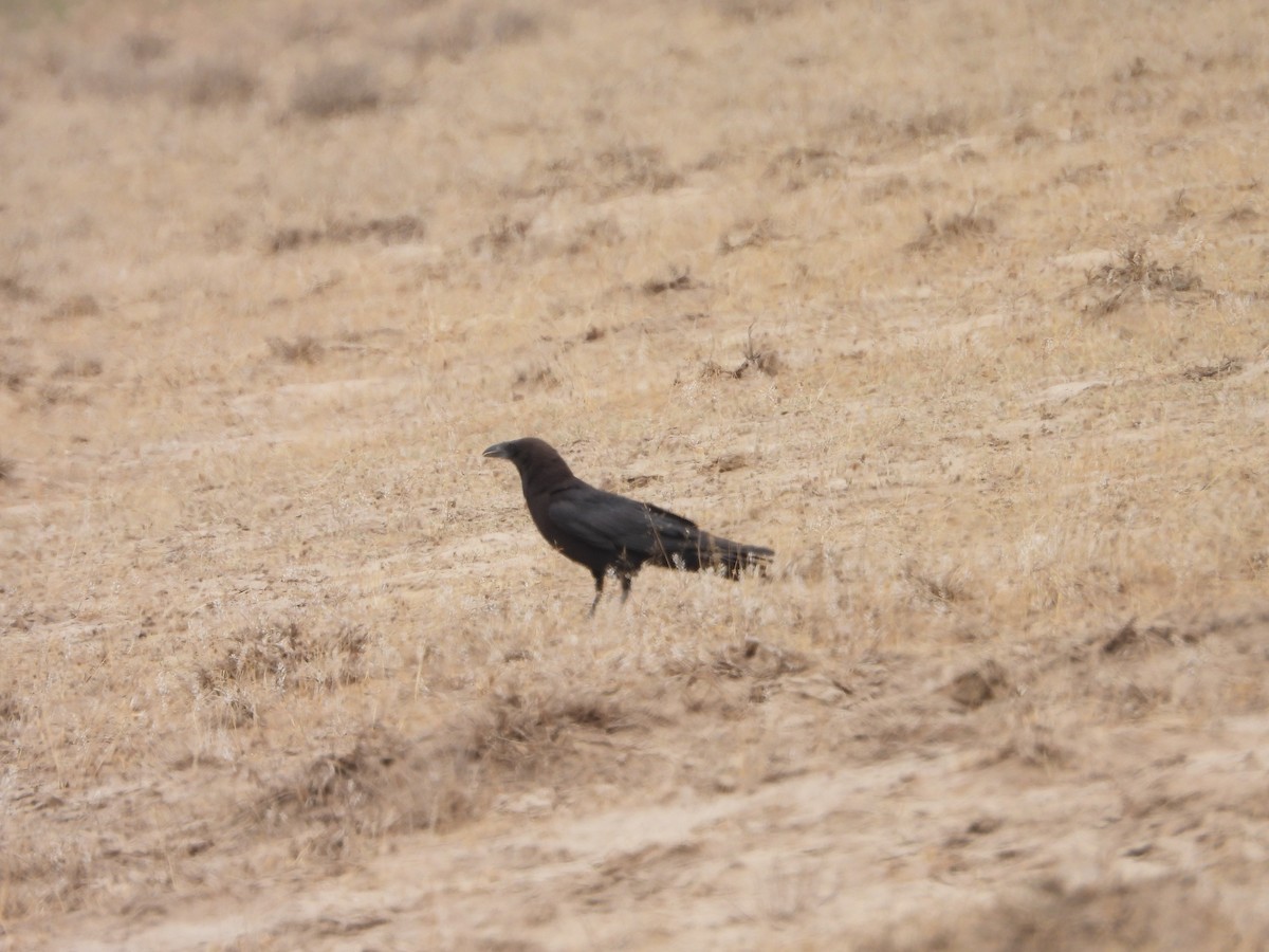 Brown-necked Raven - ML637931566