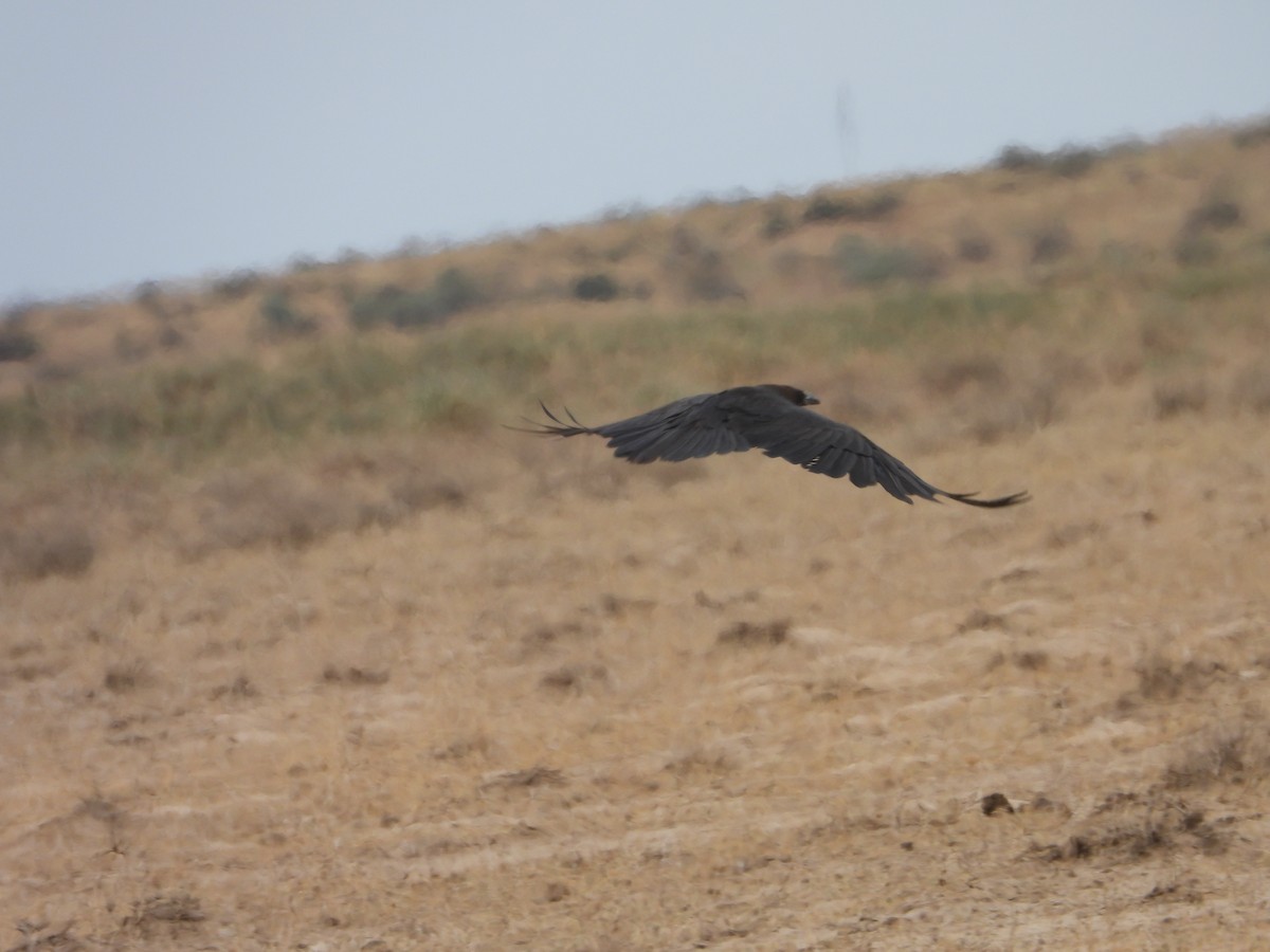 Brown-necked Raven - ML637931573